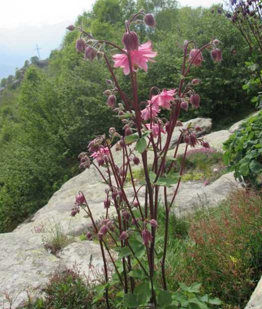 Aquilegia sp. (cultivar)
